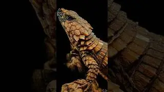 5 animals that can survive in extreme hot weather #facts #youtubeshorts #amazingfacts #animals