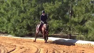 Retraining the Standardbred - Indi's first canter