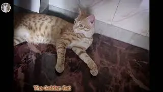 ✨ The Rare Beauty &ndash; Bengali Golden Cat 🐆💛