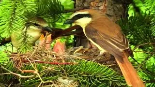 Brown shrike Bird, Mother takes care of 5 babies in a clean bird nest @Review all birds