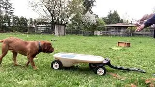 4 weeks with Henry the Dogue De Bordeaux!