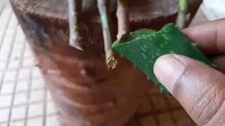 home gardening ke liye plants or inki cutting kaise lagayen