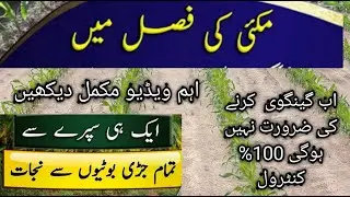 How to Control Weeds in Maize| How to control weeds in spring maize|method use premaxthgold in maize