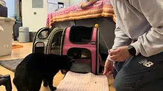 Teaching my cat to be on a training mat 