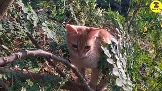 Kitten hunting and searching food very beautifully . #cat #kitten #cute #pets #shortsviral #trending
