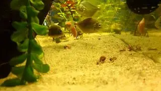 Repas Pygopristis denticulata