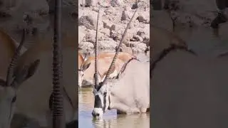 Gemsbok drinking water