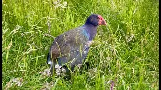 Takahē #bird #rare #endangeredspecies #nature