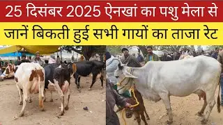 25 दिसंबर 2025 गायों का ताजा रेट जानें ऐनखां के पशु मेला से।। Bihar ka pashu mela// cow mandi