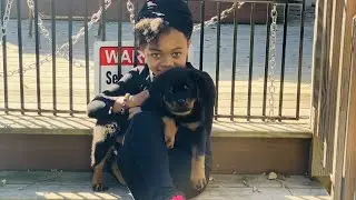 ROTTWEILER PUPPY TRAINING! (SOCIALIZATION)