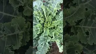 Новий сорт капусти від Сингенти 😂. Капуста агресор. #сингента