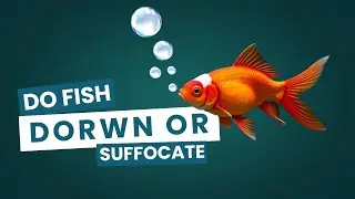 Do Fish Drown so Suffocate?