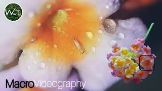 Flower Macro | Lantana camara Macro | Nature Macro | Macro Wild - Wild World TV