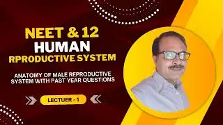 Male reproductive system (Human) for NEET #Podcast #NEET