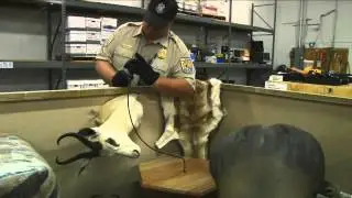 Get Your Hunting Trophies Home Safely | HuntingTrophy.com