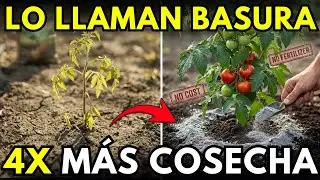 Este “residuo” cuadruplica tu cosecha — ¿Por qué lo tiramos?