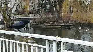 Balancing the way to the nut 😂#crow #feedingcrows #crowlovers