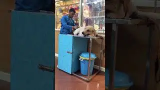Neo#simba#summer#vomiting#pet#dog#shorts#video