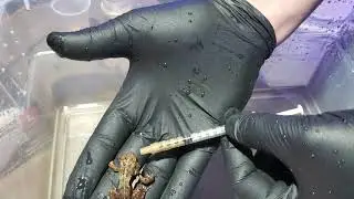 Saving a Near Dead Toad!