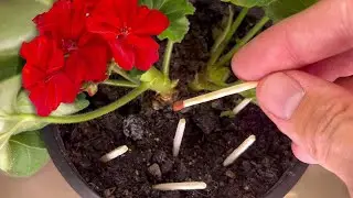 Я Был в Шоке! Реально Помогло! Всунул Спички в Каждый Домашний Цветок и Все Мошки Исчезли!