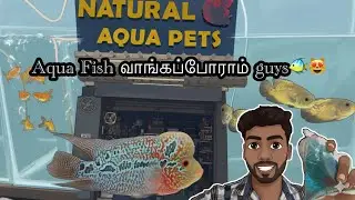 Fighter Fish&nbsp;வாங்கப்போராம் guys🐠😻/ Natural Aqua Pets shop🏬#usf #aquapets #pamban #fighterfish #tamil