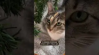 Under The Christmas Tree | @cashmere.mittens.cat