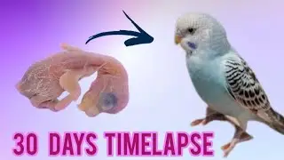 BUDGIE GROWTH STAGES l FIRST 30 DAYS of babies Timelapse l budgies breeding progress