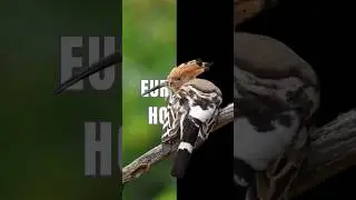Do You Know The Name Of This Bird #hoopoe #birds #animalshorts #wildlife