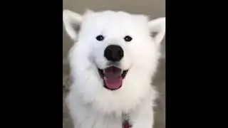Funny Cats and Dogs Vines 2019 - Best Vines 2019