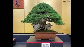 Art of Bonsai l Japanese Yew &lsquo;Taxus cuspidata&rsquo;