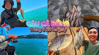 CÂU CÁ BIỂN | Anh em Thịnh đi câu biển trúng ổ cá bò da giấy lớn quá đã#fishing #câucábiển 