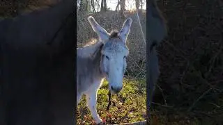 &acirc;nes &acirc;ne #donkeys #donkey Limoges #nature #mammif&egrave;res #anes #animalshorts #animalsvideo #burros cute