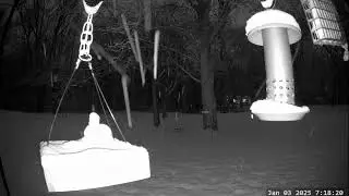 Winter Bird & Critter Cam