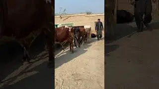 Bachara farming in Layyah #animals