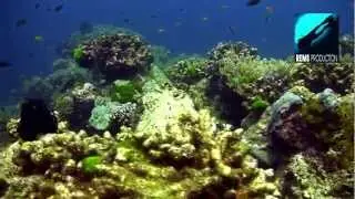 Diving West of Eden, Similan Islands, Thailand
