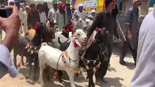 Nachi Dancing Goat # Nachi Goat # Nachi Bakra Bakri #