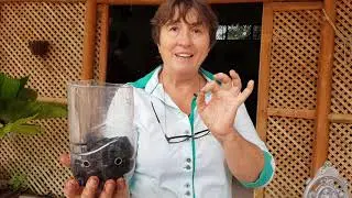 Como plantar orquidea na PET www.apoloniagrade.com.br