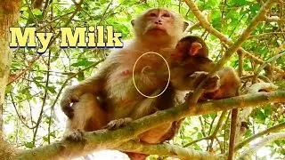 Oops! Baby Baron Looking Milk​ Baby Want Milk​, Baby Monkey Scare Request Milk​ ​Mum