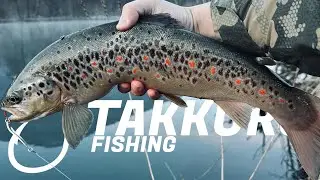 Healthy Brown Trout on a Spoon Lure