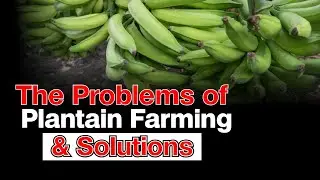 8 Challenges of Plantain Farming and The Solutions | Oil Palm Estate