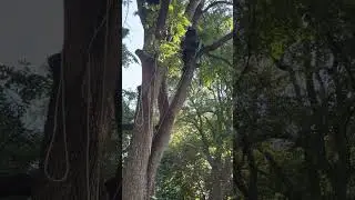 Joshua R Bennett Indiana Tree Climbing Competition Aerial Rescue