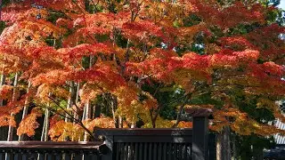 2025日本東北自助賞楓消遙遊k