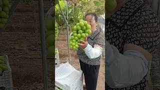 sunshine rose grape fruit cutting in packing