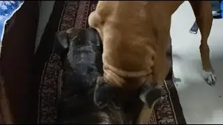 cold war doglover