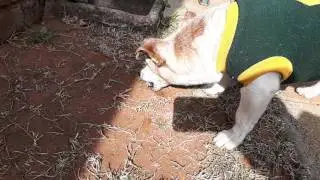 Our Dog eats sand like there no tomorrow.