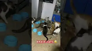 #cats  #catshorts #ytshorts #bravecats