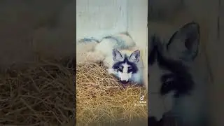 😍❤️🖤💙🐻&zwj;❄️Silver fox white paid black rare fox #silverfox #uaeaniamls Dubai ❤️🦊