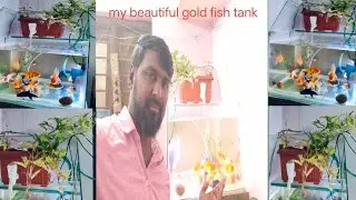 Gold fish tank DIY filter plants 🌳 goldfish tank extra fishes at video gold fishes beautiful set up