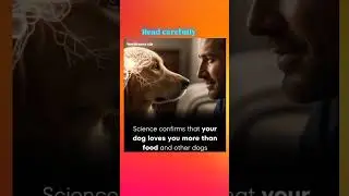 An Emory University study found that dogs&rsquo; brains, specifically the caudate nucleus (reward center)