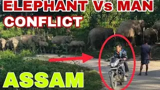Elephant vs Man Conflict in Assam 🐘 || #elephant #conflict #assam